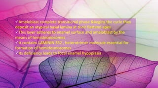 25
Ameloblast complete transitional phase &begins the cycle they
deposit an atypical basal lamina at their flattend apex
This layer adheres to enamel surface and ameloblast by the
means of hemidesmosomes
It contains LAMININ 332 , heterotrimer molecule essential for
formation of hemidesmosomes
Its deficiency leads to focal enamel hypoplasia
 