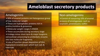 26
Amelogenins
90% of enamel proteins are hetergenous group
of low molecular weight
These are hydrophobic proteins rich in
prolins,histidine & glutamine
Molecular weight ranges 5-45kDA
These accumulate during secretory stage
Undego minor short term & major longterm
extracellular processing by proteolytic enzyme
into low molecular fragments
Loss of function causes deposition of thin
hypoplastic enamel layer which lack rods &
interrods
Non-amelogenins
Consist of remaining 10% of enamel
proteins of amelogenesis such as
enamelin ,ameloblastin, tuftlin
 