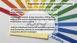 28
Regulation of ph during enamel formation
pH values of forming enamel are maintained near neutral
during secretion
Considerable variation during maturation, shifting from
acidic to near-neutral values and then rising to higher pH
levels in more mature enamel
Carbonic anhydrases (mainly CA2 and CA6) to generate
local bicarbonate; chloride ion exchangers,bicarbonate co
transporters,NA+/H+ exchangers
 