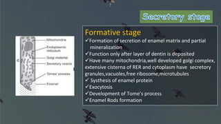7
Formative stage
Formation of secretion of enamel matrix and partial
mineralization
Function only after layer of dentin is deposited
Have many mitochondria,well developed golgi complex,
extensive cisterna of RER and cytoplasm have secretory
granules,vacuoles,free ribosome,microtubules
 Systhesis of enamel protein
Exocytosis
Development of Tome’s process
Enamel Rods formation
 