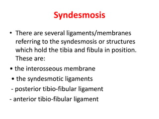 Syndesmosis
• There are several ligaments/membranes
referring to the syndesmosis or structures
which hold the tibia and fibula in position.
These are:
• the interosseous membrane
• the syndesmotic ligaments
- posterior tibio-fibular ligament
- anterior tibio-fibular ligament
 