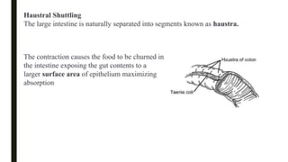 Haustral Activity Comprehensive Physiology of Digestion in the Small Intestine: Structure ...