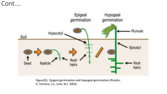 polyphenolic compound as seed germination inhibitor | PPT