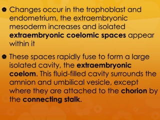  Changes occur in the trophoblast and
  endometrium, the extraembryonic
  mesoderm increases and isolated
  extraembryonic coelomic spaces appear
  within it
 These spaces rapidly fuse to form a large
  isolated cavity, the extraembryonic
  coelom. This fluid-filled cavity surrounds the
  amnion and umbilical vesicle, except
  where they are attached to the chorion by
  the connecting stalk.
 