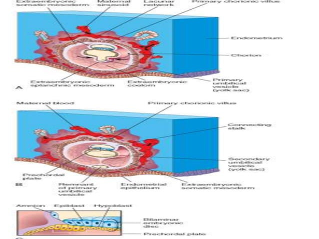 Second Week Of Development 2nd week of intrauterine developement | PPTX