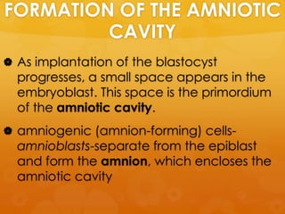 FORMATION OF THE AMNIOTIC
         CAVITY
 As implantation of the blastocyst
  progresses, a small space appears in the
  embryoblast. This space is the primordium
  of the amniotic cavity.
 amniogenic (amnion-forming) cells-
  amnioblasts-separate from the epiblast
  and form the amnion, which encloses the
  amniotic cavity
 