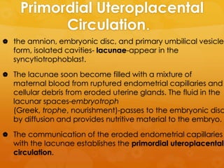 Primordial Uteroplacental
          Circulation.
 the amnion, embryonic disc, and primary umbilical vesicle
  form, isolated cavities- lacunae-appear in the
  syncytiotrophoblast.

 The lacunae soon become filled with a mixture of
  maternal blood from ruptured endometrial capillaries and
  cellular debris from eroded uterine glands. The fluid in the
  lacunar spaces-embryotroph
  (Greek, trophe, nourishment)-passes to the embryonic disc
  by diffusion and provides nutritive material to the embryo.

 The communication of the eroded endometrial capillaries
  with the lacunae establishes the primordial uteroplacental
  circulation.
 