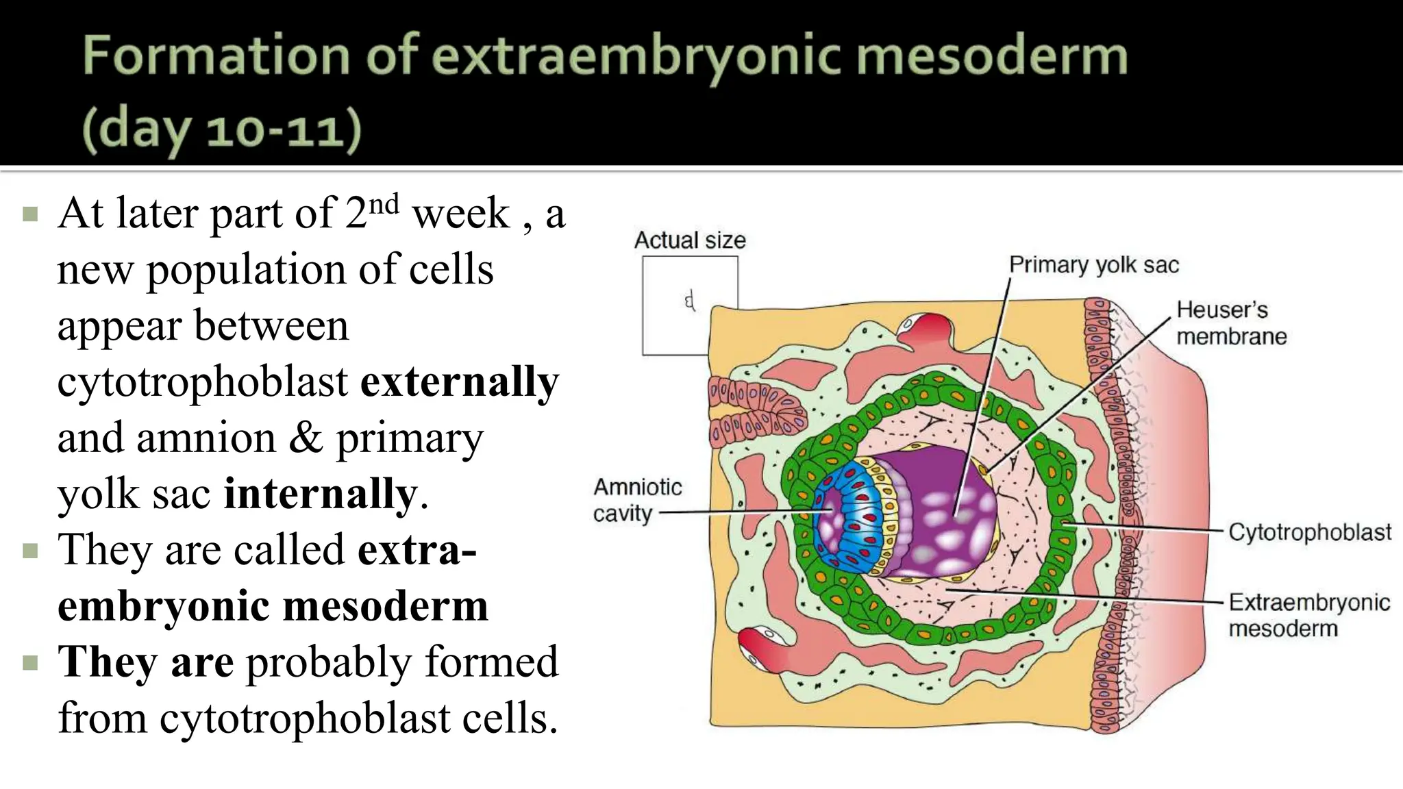 2nd week of Human development .embryology | PPTX