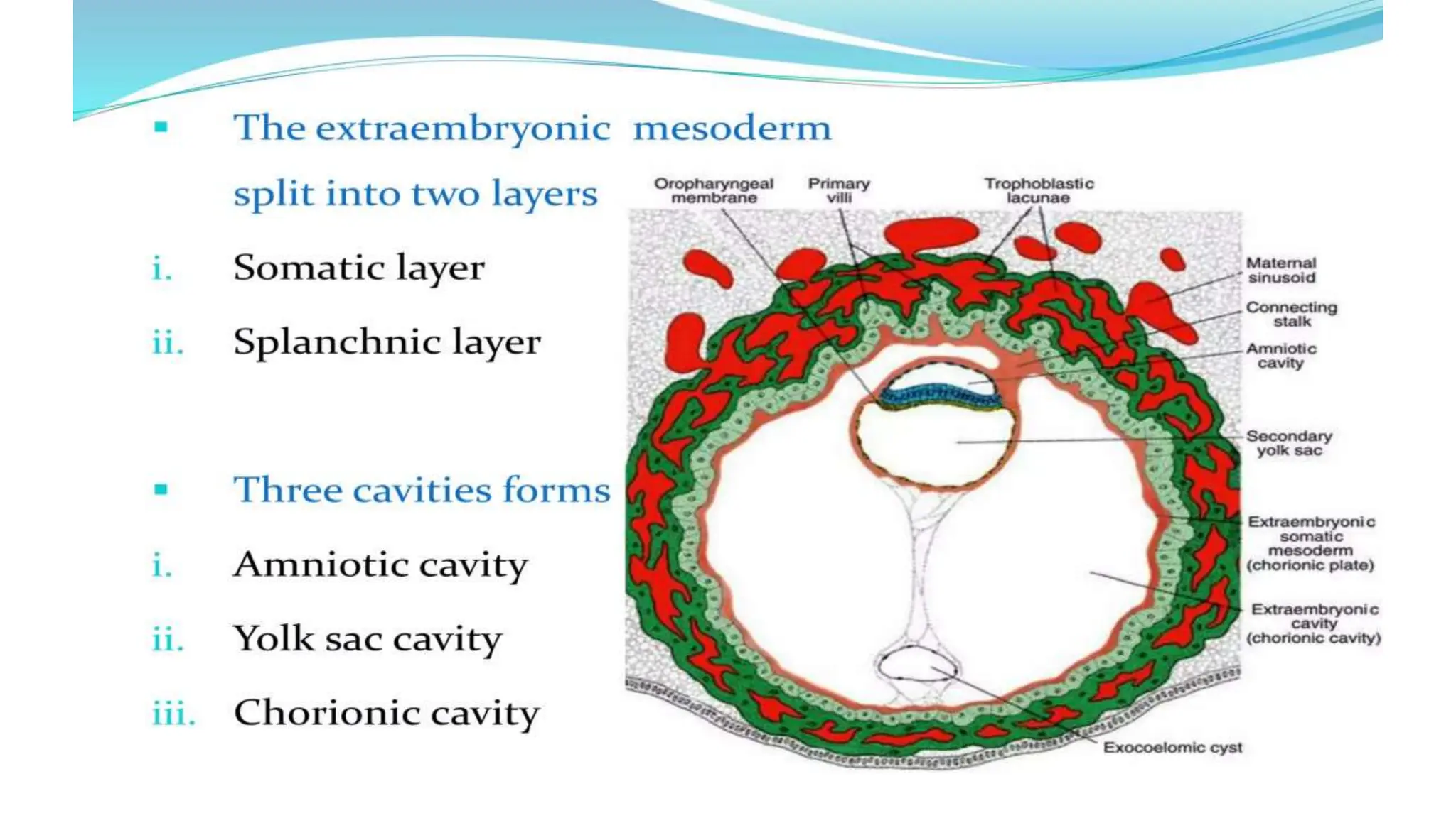 2nd week of Human development .embryology | PPTX