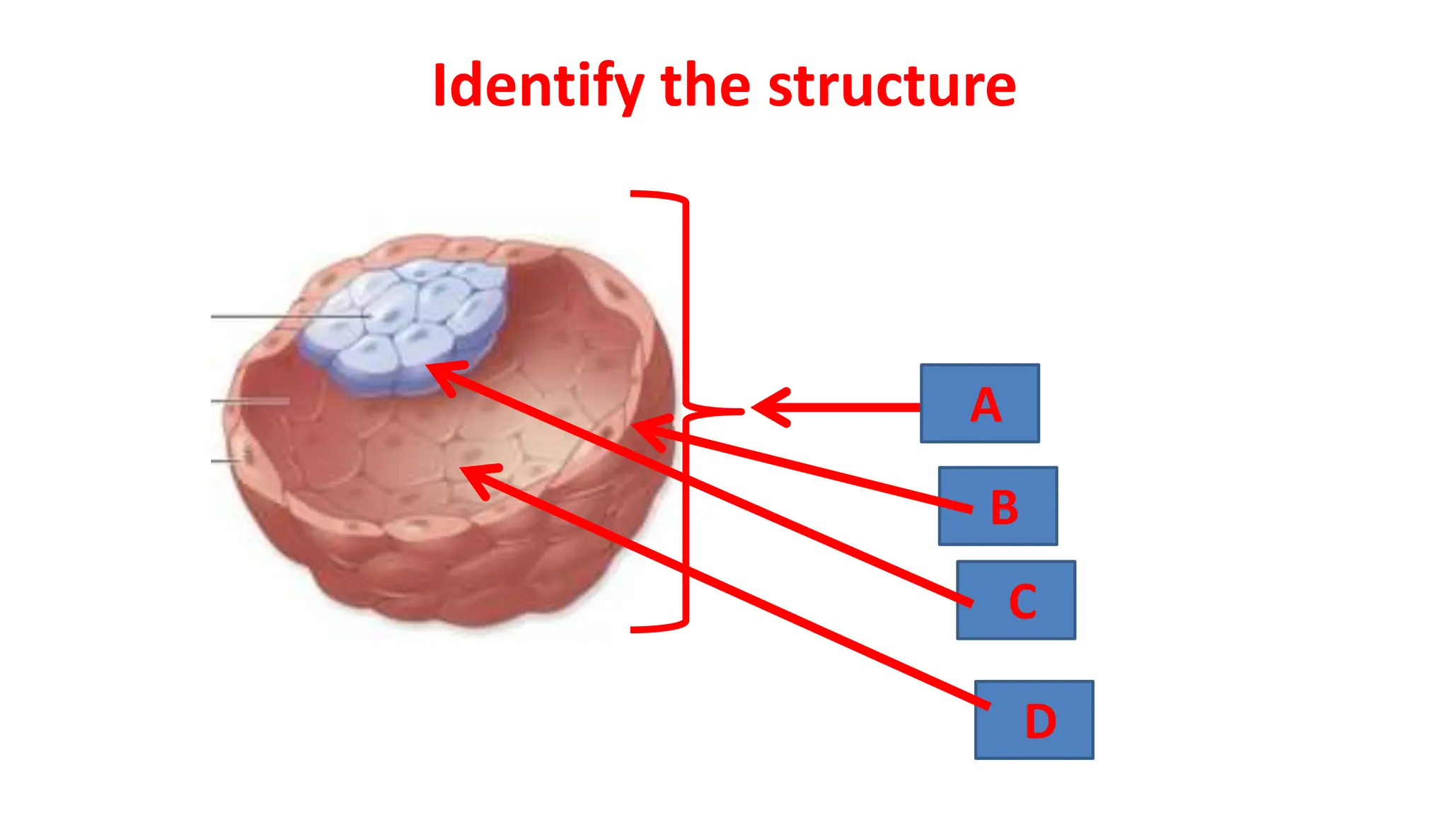 2nd week of Human development .embryology | PPTX