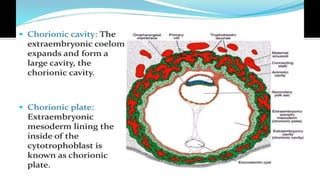 Chorionic Rim 2nd week of Human development .embryology | PPTX