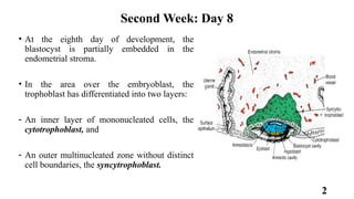 Embryology of the Second Week: Bilaminar Germ Disc Formation and ...