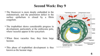 Embryology of the Second Week: Bilaminar Germ Disc Formation and ...