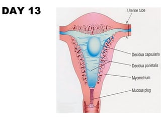 SECOND WEEK OF DEVELOPMENT_HUMAN EMBRYO_R.pdf