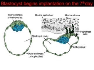 Second Week Of Development SECOND WEEK OF DEVELOPMENT_HUMAN EMBRYO_R.pdf