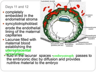 Days 11 and 12
 completely
embedded in the
endometrial stroma
 syncytiotrophoblast
erode the endothelial
lining of the maternal
capillaries
 Lacunae filled with
maternal blood
establishing the
uteroplacental
circulation
 fluid in the lacunar spaces -embryotroph passes to
the embryonic disc by diffusion and provides
nutritive material to the embryo
 