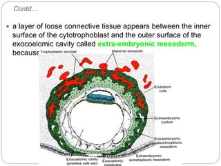 Contd…
 a layer of loose connective tissue appears between the inner
surface of the cytotrophoblast and the outer surface of the
exocoelomic cavity called extra-embryonic mesoderm,
because it lies outside the embryonic disc
 
