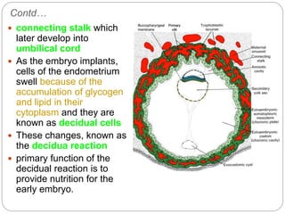 Contd…
 connecting stalk which
later develop into
umbilical cord
 As the embryo implants,
cells of the endometrium
swell because of the
accumulation of glycogen
and lipid in their
cytoplasm and they are
known as decidual cells
 These changes, known as
the decidua reaction
 primary function of the
decidual reaction is to
provide nutrition for the
early embryo.
 