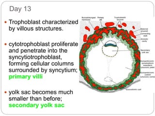 Day 13
 Trophoblast characterized
by villous structures.
 cytotrophoblast proliferate
and penetrate into the
syncytiotrophoblast,
forming cellular columns
surrounded by syncytium;
primary villi
 yolk sac becomes much
smaller than before;
secondary yolk sac
 