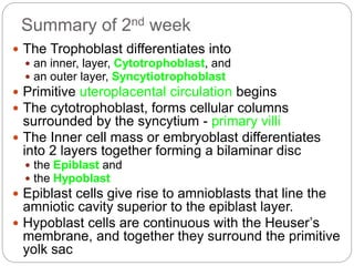 Summary of 2nd week
 The Trophoblast differentiates into
 an inner, layer, Cytotrophoblast, and
 an outer layer, Syncytiotrophoblast
 Primitive uteroplacental circulation begins
 The cytotrophoblast, forms cellular columns
surrounded by the syncytium - primary villi
 The Inner cell mass or embryoblast differentiates
into 2 layers together forming a bilaminar disc
 the Epiblast and
 the Hypoblast
 Epiblast cells give rise to amnioblasts that line the
amniotic cavity superior to the epiblast layer.
 Hypoblast cells are continuous with the Heuser’s
membrane, and together they surround the primitive
yolk sac
 