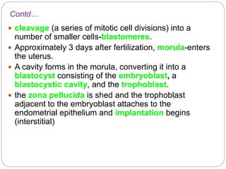 Contd…
 cleavage (a series of mitotic cell divisions) into a
number of smaller cells-blastomeres.
 Approximately 3 days after fertilization, morula-enters
the uterus.
 A cavity forms in the morula, converting it into a
blastocyst consisting of the embryoblast, a
blastocystic cavity, and the trophoblast.
 the zona pellucida is shed and the trophoblast
adjacent to the embryoblast attaches to the
endometrial epithelium and implantation begins
(interstitial)
 