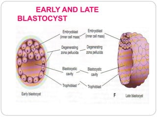 EARLY AND LATE
BLASTOCYST
 