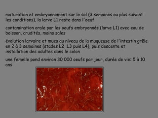 maturation et embryonnement sur le sol (3 semaines ou plus suivant
les conditions), la larve L1 reste dans l'oeuf
contamination orale par les oeufs embryonnés (larve L1) avec eau de
boisson, crudités, mains sales
évolution larvaire et mues au niveau de la muqueuse de l'intestin grêle
en 2 à 3 semaines (stades L2, L3 puis L4), puis descente et
installation des adultes dans le colon
une femelle pond environ 30 000 oeufs par jour, durée de vie: 5 à 10
ans
 