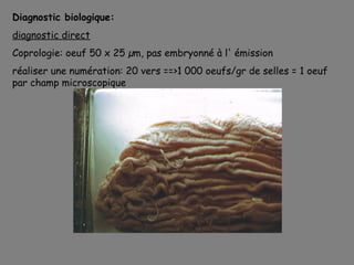 Diagnostic biologique:
diagnostic direct
Coprologie: oeuf 50 x 25 µm, pas embryonné à l' émission
réaliser une numération: 20 vers ==>1 000 oeufs/gr de selles = 1 oeuf
par champ microscopique
 