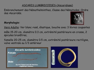 ASCARIS LUMBRICOIDES-(Ascaridiase)
Embranchement des Némathelminthes, Classe des Nématodes, Ordre
des Ascaridés.


Morphologie:
Vers Adulte: Ver blanc rosé, élastique, bouche avec 3 lèvres coupantes
mâle 15-20 cm, diamètre 0.3 cm, extrémité postérieure en crosse, 2
spicules brunâtres,
femelle 20-25 cm, diamètre 0.5 cm, extrémité postérieure rectiligne,
vulve ventrale au 1/3 antérieur
 