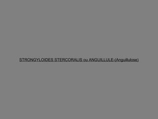 STRONGYLOIDES STERCORALIS ou ANGUILLULE-(Anguillulose)
 