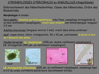 STRONGYLOIDES STERCORALIS ou ANGUILLULE-(Anguillulose)
Embranchement des Némathelminthes, Classe des Nématodes, Ordre des
Rhabditidés
Morphologie:4 stades
Vers adulte: femelles parthénogénétiques très fines, oesophage strongyloïde (à
un seul renflement oesophagien), vivent dans intestin,non hématophages. longueur:
2,5 mm
Adultes stercoraux (longueur environ 1 mm): vivent dans milieu extérieur
oeuf: coque mince, claire, transparente, 50 x 30 µm, contiennent la larve L1 lors
de l'émission des selles
Stades larvaires: L1: rhabditoïde: (250 µm, double renflement oesophagien);
L2: strongyloïde (500 µm, un renflement oesophagien)


                                                   L1

                                                                         L3
  Oeuf               Œuf+L1
L3: strongyloïde infectieuse (600 µm, un renflement oesophagien, oesophage égal
à 1/2 du corps, extrémité postérieure discrètement bifide)
 