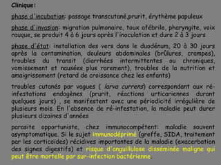 Clinique:
phase d'incubation: passage transcutané,prurit, érythème papuleux
phase d'invasion: migration pulmonaire, toux afébrile, pharyngite, voix
rauque, se produit 4 à 6 jours après l'inoculation et dure 2 à 3 jours
phase d'état: installation des vers dans le duodénum, 20 à 30 jours
après la contamination, douleurs abdominales (brûlures, crampes),
troubles du transit (diarrhées intermittentes ou chroniques,
vomissement et nausées plus rarement), troubles de la nutrition et
amaigrissement (retard de croissance chez les enfants)
troubles cutanés par vagues ( larva currens) correspondant aux ré-
infestations endogènes (prurit, réactions urticariennes durant
quelques jours) , se manifestent avec une périodicité irrégulière de
plusieurs mois. En l'absence de ré-infestation, la maladie peut durer
plusieurs dizaines d'années
parasite opportuniste, chez immunocompétent: maladie souvent
asymptomatique. Si le sujet immunodéprimé (greffe, SIDA, traitement
par les corticoïdes) récidives importantes de la maladie (exacerbation
des signes digestifs) et risque d'anguillulose disséminée maligne qui
peut être mortelle par sur-infection bactérienne.
 