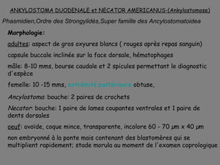 ANKYLOSTOMA DUODENALE et NECATOR AMERICANUS-(Ankylostomose)

Phasmidien,Ordre des Strongylidés,Super famille des Ancylostomatoidea
 Morphologie:
 adultes: aspect de gros oxyures blancs ( rouges après repas sanguin)
 capsule buccale inclinée sur la face dorsale, hématophages
 mâle: 8-10 mms, bourse caudale et 2 spicules permettant le diagnostic
 d'espèce
 femelle: 10 -15 mms, extrémité postérieure obtuse,

 Ancylostoma: bouche: 2 paires de crochets
 Necator: bouche: 1 paire de lames coupantes ventrales et 1 paire de
 dents dorsales
 oeuf: ovoïde, coque mince, transparente, incolore 60 - 70 µm x 40 µm
 non embryonné à la ponte mais contenant des blastomères qui se
 multiplient rapidement; stade morula au moment de l'examen coprologique
 