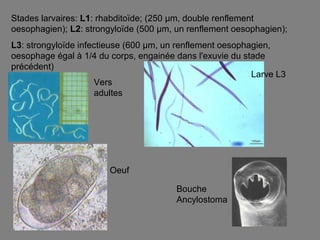 Stades larvaires: L1: rhabditoïde; (250 µm, double renflement
oesophagien); L2: strongyloïde (500 µm, un renflement oesophagien);
L3: strongyloïde infectieuse (600 µm, un renflement oesophagien,
oesophage égal à 1/4 du corps, engainée dans l'exuvie du stade
précédent)
                                                           Larve L3
                     Vers
                     adultes




                        Oeuf

                                        Bouche
                                        Ancylostoma
 
