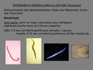 ENTEROBIUS VERMICULARIS ou OXYURE-(Oxyurose)
Embranchement des Némathelminthes, Classe des Nématodes, Ordre
des Oxyuroidea
Morphologie:
Vers adulte: petit ver blanc très mobile avec renflement
céphalique,bouche munie de 3 lèvres coupantes
mâle: 3-5 mm, extrémité postérieure enroulée, 1 spicule,
          femelle: 9-12 mm, extrémité postérieure effilée translucide,
 