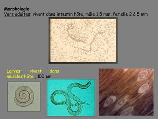 Morphologie:
Vers adultes: vivent dans intestin hôte, mâle 1,5 mm, femelle 2 à 5 mm




 Larves:   vivent    dans
 muscles hôte , 100 µm
 