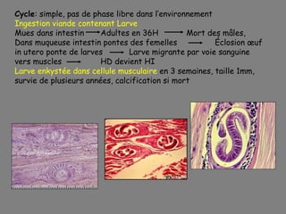 Cycle: simple, pas de phase libre dans l’environnement
Ingestion viande contenant Larve
Mues dans intestin      Adultes en 36H          Mort des mâles,
Dans muqueuse intestin pontes des femelles             Éclosion œuf
in utero ponte de larves        Larve migrante par voie sanguine
vers muscles            HD devient HI
Larve enkystée dans cellule musculaire en 3 semaines, taille 1mm,
survie de plusieurs années, calcification si mort
 