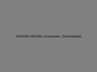 TRICHURIS TRICHURA –Trichocéphale – (Trichocéphalose)
 
