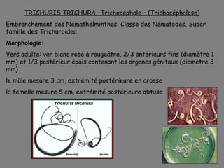 TRICHURIS TRICHURA –Trichocéphale – (Trichocéphalose)
Embranchement des Némathelminthes, Classe des Nématodes, Super
famille des Trichuroidea
Morphologie:
Vers adulte: ver blanc rosé à rougeâtre, 2/3 antérieurs fins (diamètre 1
mm) et 1/3 postérieur épais contenant les organes génitaux (diamètre 3
mm)
le mâle mesure 3 cm, extrémité postérieure en crosse
la femelle mesure 5 cm, extrémité postérieure obtuse
 