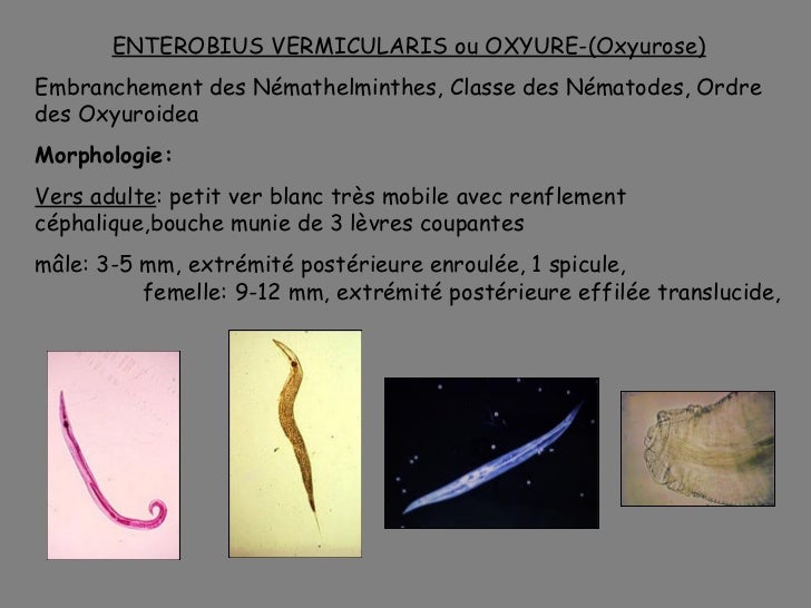 Le traitement de lallergie par les helminthes