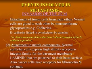 EVENTS INVOLVED IN
METASTASIS...
INVASION OF THE ECM
(1) Detachment of tumor cells from each other- Normal
cells are glued to each other by transmembrane
glycoproteins e.g. Cadherins.
E- cadherins linked to cytoskeleton by catenins
( in Adenocarcinoma of the colon there is down regulation of the E-
cadherin expression)
(2) Attachment to matrix components- Normal
epithelial cells express high affinity receptors-
integrin family for the basement membrane
LAMININ that are polarized to their basal surface.
Also cancer cells have receptors for fibronectin &
collagen.
 