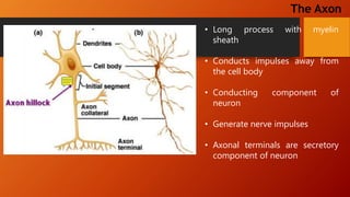 NERVE PHYSIOLOGY | PPTX