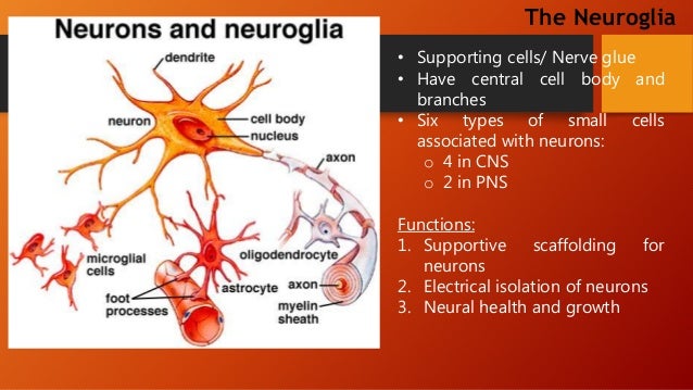 free nerve endings and encapsulated free nerve endings and encapsulated