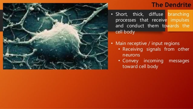 free nerve endings and encapsulated free nerve endings and encapsulated