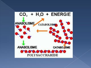 La nutrició cel·lularTotes les cèl·lules realitzen la funció de nutrició, és a dir capten nutrients per poder dur a terme les altres funcions vitals.Per tant tots els processos que intervenen en la nutrició s’anomena metabolisme (= conjunt de reaccions químiques que intervenen en el procés de nutrició).
