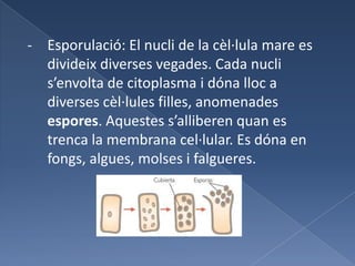 - Bipartició: el nucli de la cèl·lula es divideix en dos nuclis idèntics. Posteriorment, la cèl·lula mare es divideix en dues cèl·lules filles de la mateixa grandària, que creixen fins a transformar-se en cèl·lules adultes. Es dóna en organismes unicel·lulars, com per ex bacteris i protozous.