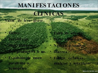 MANIFESTACIONES CLINICAS Varia  de leve-grave. Fiebre. Escalofríos. Hiperhidrosis.  Tos productiva o no. Expulsión de moco purulento o hemoptico.  Falta de aliento. Dolor pleurítico. Nausea y vomito. Diarrea. Fatiga, cefaleas, mialgias y artralgias. 