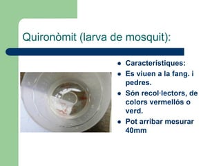 Quironòmit (larva de mosquit):

                      Característiques:
                      Es viuen a la fang. i
                       pedres.
                      Són recol·lectors, de
                       colors vermellós o
                       verd.
                      Pot arribar mesurar
                       40mm
 