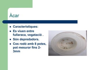 Àcar

   Característiques:
   Es viuen entre
    fullaraca, vegatació .
   Són depredadors.
   Cos rodó amb 8 potes,
    pot mesurar fins 2-
    3mm
 