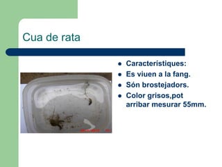Cua de rata

                 Característiques:
                 Es viuen a la fang.
                 Són brostejadors.
                 Color grisos,pot
                  arribar mesurar 55mm.
 